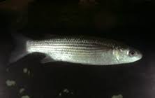 Image result for Pseudomyxus capensis