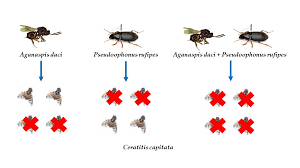 Attēlu rezultāti vaicājumam “Pseudoophonus rufipes”
