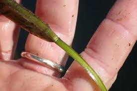 Attēlu rezultāti vaicājumam “Potamogeton compressus leaf”