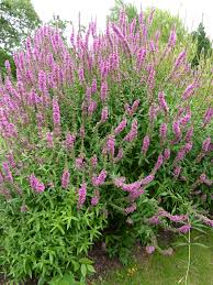 Attēlu rezultāti vaicājumam “Lythraceae”