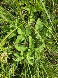 Attēlu rezultāti vaicājumam “Angelica palustris”