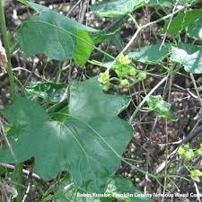 Attēlu rezultāti vaicājumam “Bryonia alba leaf”