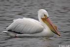 American White Pelican Photo - Photograph - Picture