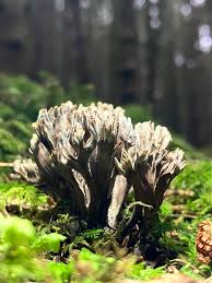 Attēlu rezultāti vaicājumam “Thelephora palmata”