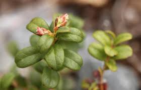 Attēlu rezultāti vaicājumam “Vaccinium vitis-idaea bud”