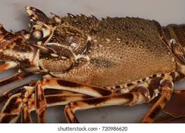 Image result for Palinurus elephas
