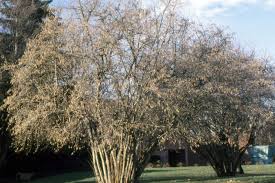 Attēlu rezultāti vaicājumam “Corylus avellana”