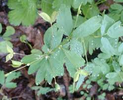 Attēlu rezultāti vaicājumam “Isopyrum thalictroides leaf”
