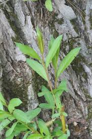 Attēlu rezultāti vaicājumam “Salix triandra fruit”