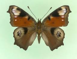 Attēlu rezultāti vaicājumam “Inachis io underside”