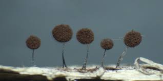 Attēlu rezultāti vaicājumam “Paradiacheopsis rigida stalked”
