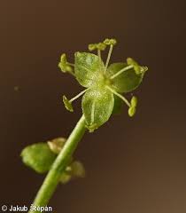 Attēlu rezultāti vaicājumam “Mercurialis perennis fruit”