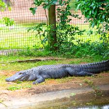 Image result for Alligator mississippiensis