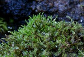 Attēlu rezultāti vaicājumam “Platydictya jungermannioides”