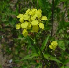 Attēlu rezultāti vaicājumam “Sinapis arvensis flower”