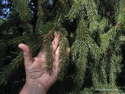 Attēlu rezultāti vaicājumam “Picea abies fo. virgata leaf”