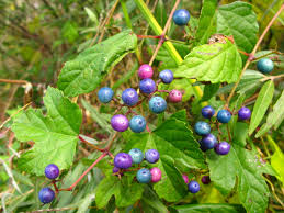 Attēlu rezultāti vaicājumam “Ampelopsis glandulosa var. brevipedunculata”