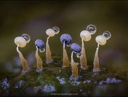 Attēlu rezultāti vaicājumam “Physarum virescens macro”