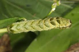 Attēlu rezultāti vaicājumam “Melanchra persicariae”