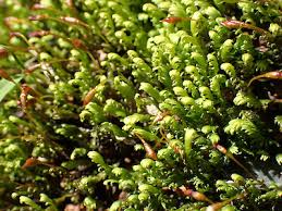 Attēlu rezultāti vaicājumam “Fissidens arnoldii sporophyte”