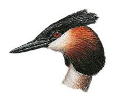 Attēlu rezultāti vaicājumam “Podiceps cristatus juvenile”