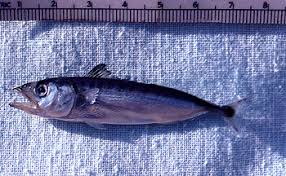 Image result for Euthynnus alletteratus