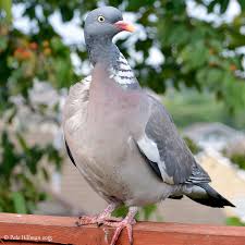 Attēlu rezultāti vaicājumam “Columbiformes”