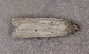 Attēlu rezultāti vaicājumam “Gelechia jakovlevi”