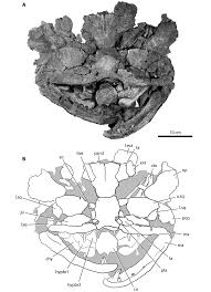 Attēlu rezultāti vaicājumam “Laccognathus panderi”