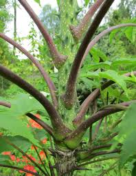 Attēlu rezultāti vaicājumam “Kalopanax septemlobus”