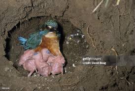 Attēlu rezultāti vaicājumam “Alcedo atthis nest”