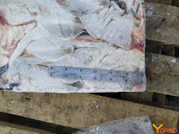 Image result for Gadus macrocephalus