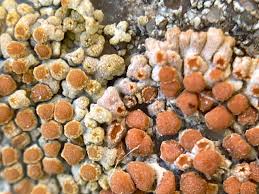 Attēlu rezultāti vaicājumam “Licea pusilla sessile”