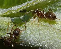 Attēlu rezultāti vaicājumam “Aphis farinosa”