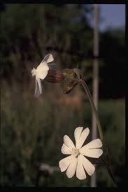 Attēlu rezultāti vaicājumam “Silene latifolia subsp. alba”
