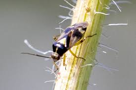 Attēlu rezultāti vaicājumam “Orthops basalis”