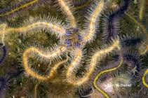 Attēlu rezultāti vaicājumam “Ophiotheca sp.”