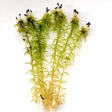 Attēlu rezultāti vaicājumam “Sphagnum riparium”