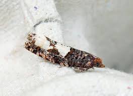 Attēlu rezultāti vaicājumam “Epinotia trigonella”