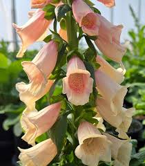 Attēlu rezultāti vaicājumam “Digitalis purpurea fruit”