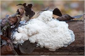 Attēlu rezultāti vaicājumam “Brefeldia maxima”