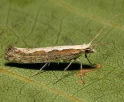 Attēlu rezultāti vaicājumam “Plutellidae”