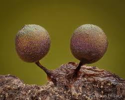 Attēlu rezultāti vaicājumam “Lamproderma pulchellum macro”