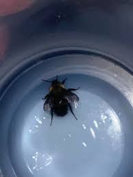 Attēlu rezultāti vaicājumam “Psithyrus sylvestris”