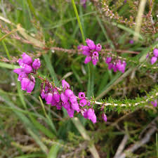 Attēlu rezultāti vaicājumam “Erica tetralix leaf”