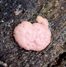 Attēlu rezultāti vaicājumam “Amaurochaete atra macro”