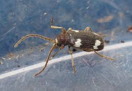 Attēlu rezultāti vaicājumam “Ptinus sp. male”