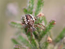 Attēlu rezultāti vaicājumam “Araneus quadratus female”