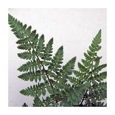 Attēlu rezultāti vaicājumam “Dryopteris dilatata”