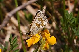 Attēlu rezultāti vaicājumam “Pyrgus serratulae upperside”